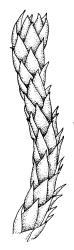 Hedwigidium integrifolium, portion of shoot, dry. Drawn from J.T. Linzey 424, CHR 542750.
 Image: R.C. Wagstaff © Landcare Research 2014 